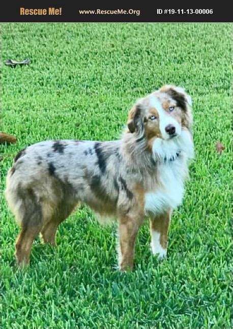 Learn more about Australian Shepherd Rescue San Diego and Friends in Ramona, CA, and search the available pets they have up for adoption on Petfinder. . Australian shepherd rescues near me